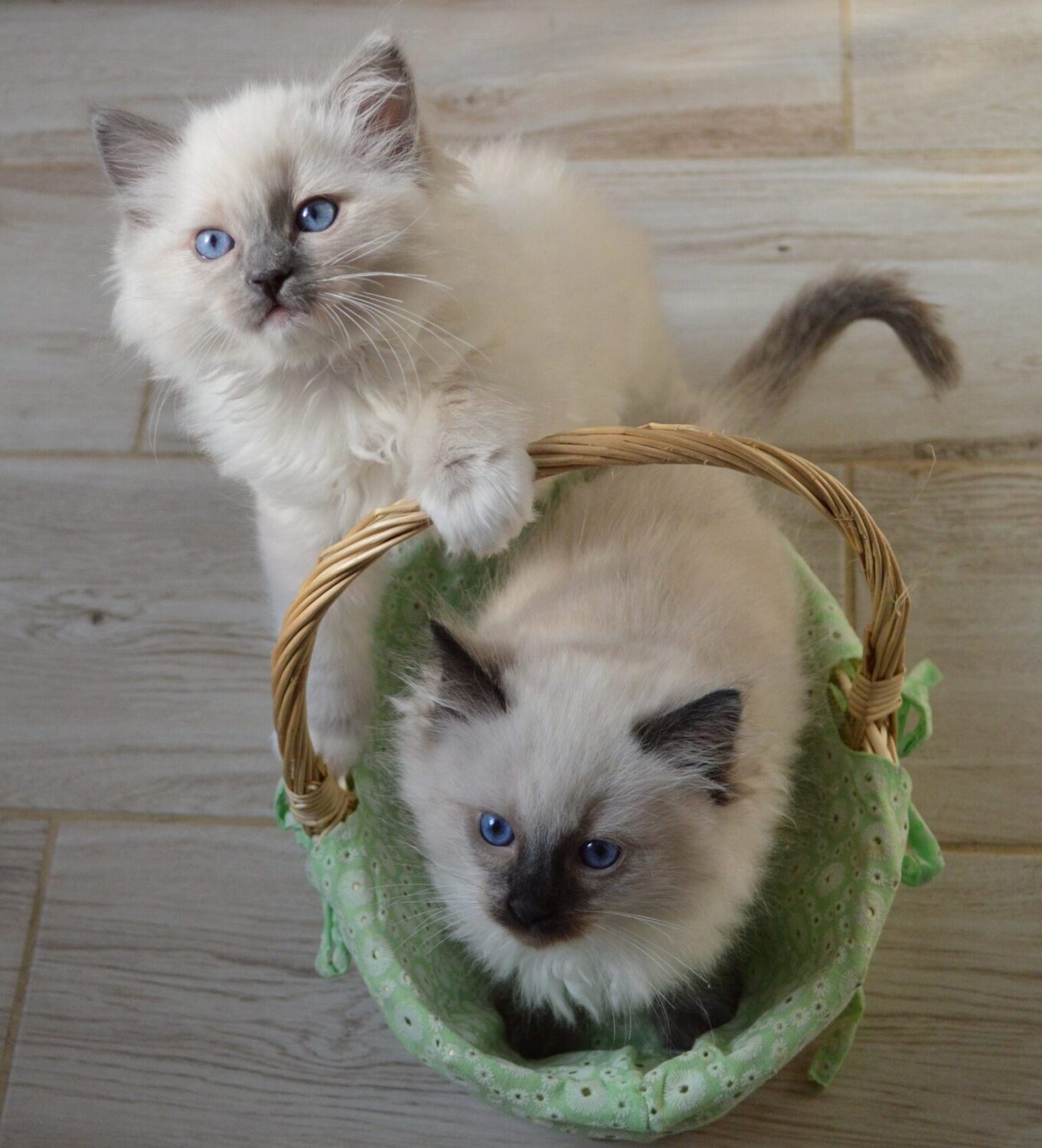 When to spay cheap ragdoll kitten