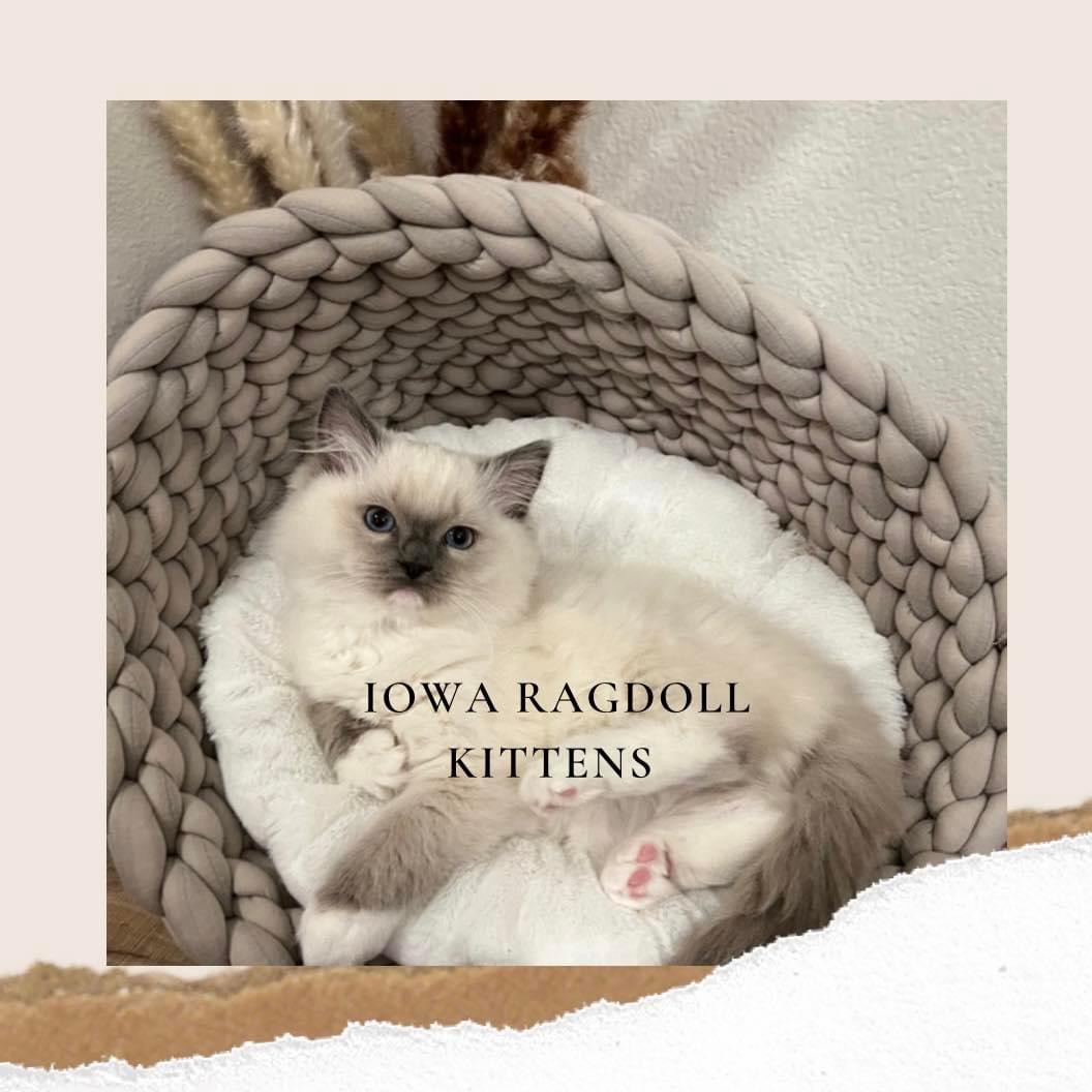 Iowa Ragdoll Kittens